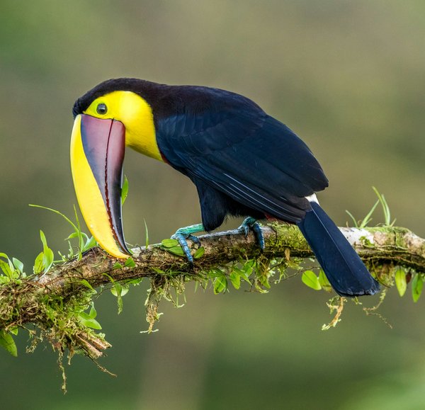 Quels sont les meilleurs spots pour observer les oiseaux tropicaux en Amazonie, Brésil ?